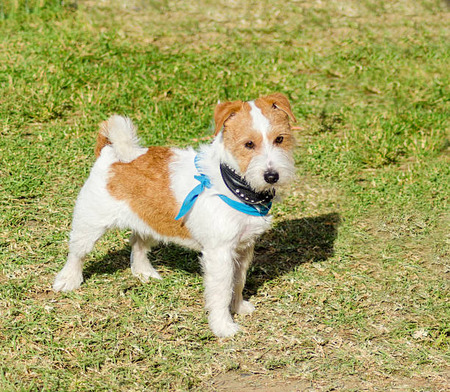 Fox terrier wire Puppies For Sale In Agra